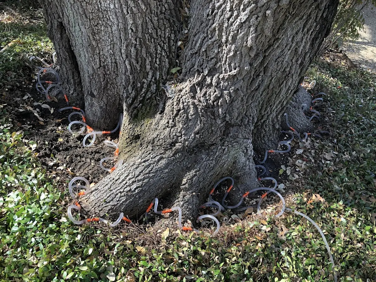 Detailed Tree Cabling and Bracing job site in Kempton