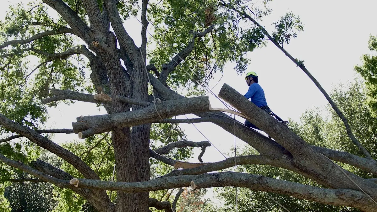 Professional Crown Thinning performed by certified arborists in Kempton