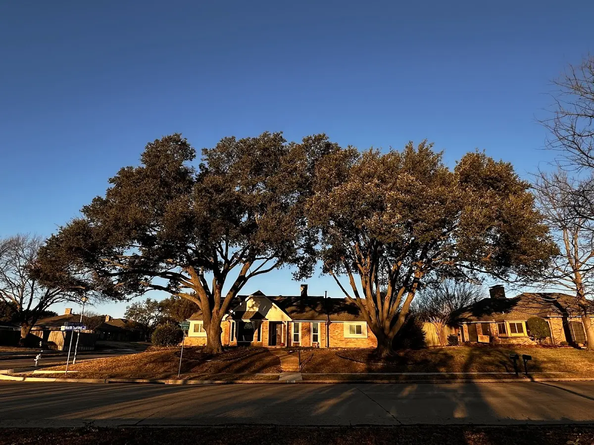 Established residential canopy tree shading a home in Kempton